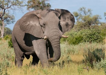 Slon africký - klikněte pro zobrazení detailu