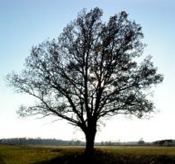 Osamělý strom - klikněte pro zobrazení detailu