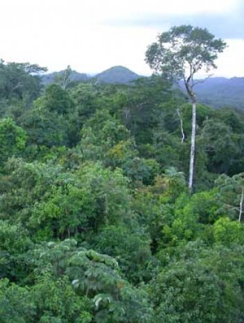 Tropický deštný les - klikněte pro zobrazení detailu