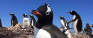 Podívejte se na úžasné záběry, které natočili tučňáci!: Vědci se rozhodli uskutečnit zajímavý pokus.…