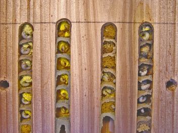 Včelí  larvy - klikněte pro zobrazení detailu Včelí  larvy - klikněte pro zobrazení detailu