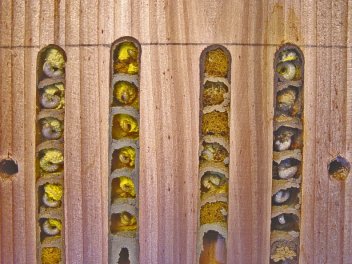 Včelí  larvy - klikněte pro zobrazení detailu