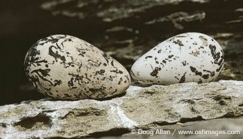 Hruškovitá vejce alkouna - klikněte pro zobrazení detailu