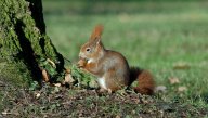 Důvtipné veverky a jejich potrava: Chování zvířat je ve většině případů…