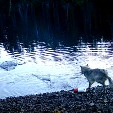 Převratný objev u vlků. Přijmeme je na milost, stejně jako šimpanze po objevu Goodallové? Převratný objev u vlků. Přijmeme je na milost, stejně jako šimpanze po objevu Goodallové?