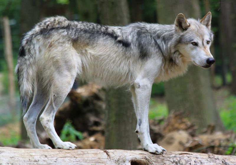 Vlk obecný (Canis lupus). - klikněte pro zobrazení detailu