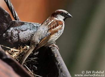 Vrabec domácí - klikněte pro zobrazení detailu