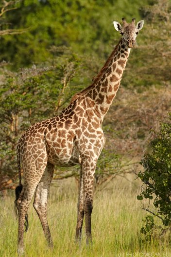 Žirafa masajská - klikněte pro zobrazení detailu