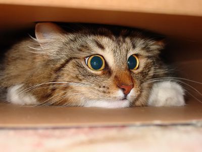 Obrázek “http://www.priroda.cz/pozadi/nahledy/kocka_velikost_x400.jpg” nelze zobrazit, protože obsahuje chyby. Obrázek “http://www.priroda.cz/pozadi/nahledy/kocka_velikost_x400.jpg” nelze zobrazit, protože obsahuje chyby.