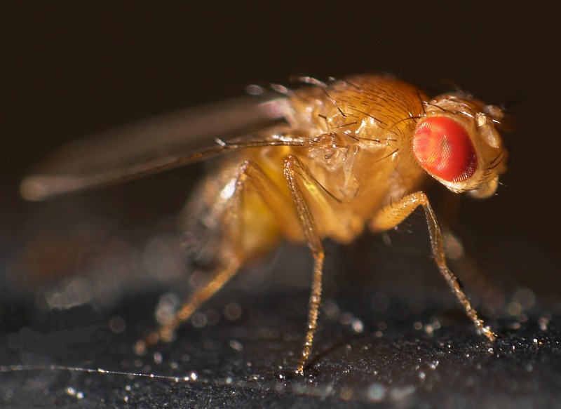 Octomilka obecná - Drosophila melanogaster - klikněte pro zobrazení detailu
