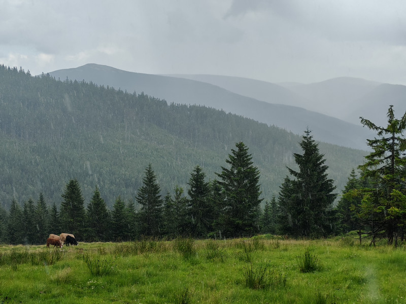 Krkonoše - luční enkláva u Brádlerových bud - klikněte pro zobrazení detailu Krkonoše - luční enkláva u Brádlerových bud - klikněte pro zobrazení detailu
