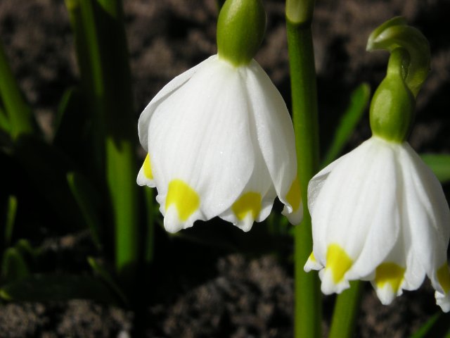 Květy bledule - klikněte pro zobrazení detailu