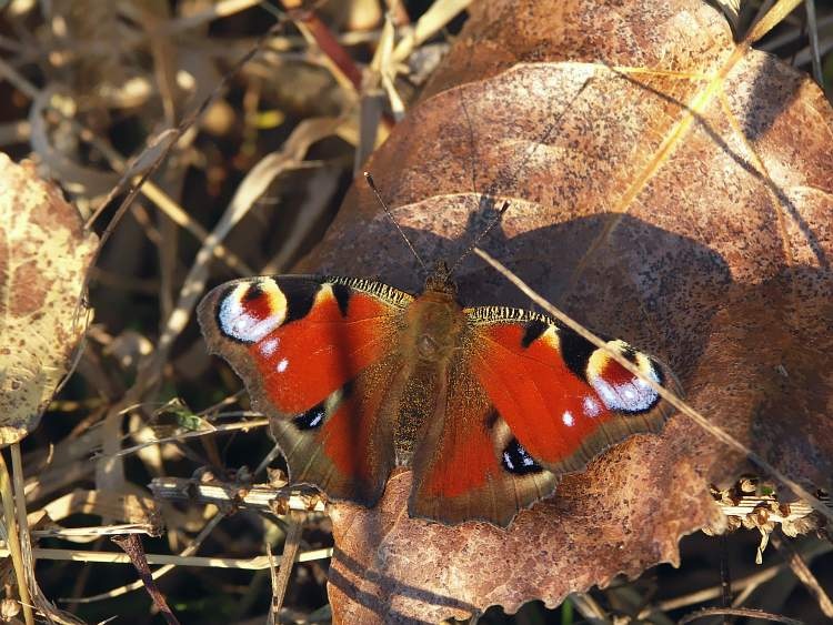 Fotografujeme Digit ln 2 P RODA cz Fotografujeme Digit ln 2 P RODA cz