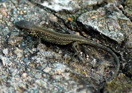 Ještěrka obecná - Lacerta agilis - PŘÍRODA.cz