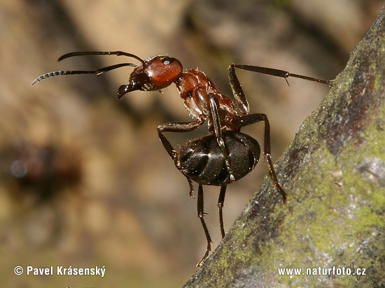 Mravenec lesní - klikněte pro zobrazení detailu