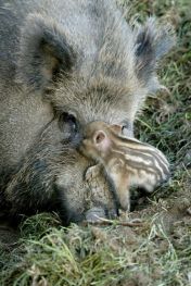 Bachyně s mládětem