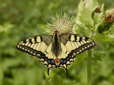 Otakárek fenyklový - Papilio machaon - PŘÍRODA.cz