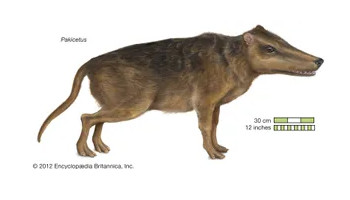 Pakicetus - klikněte pro zobrazení detailu Pakicetus - klikněte pro zobrazení detailu