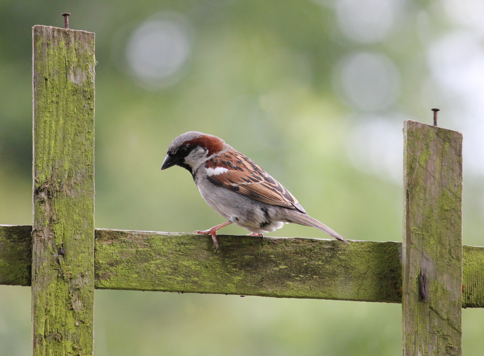 Птица без голоса. Звуки животных и птиц. Holly Sparrow. Sparrow man. The Chinese catch Sparrows.