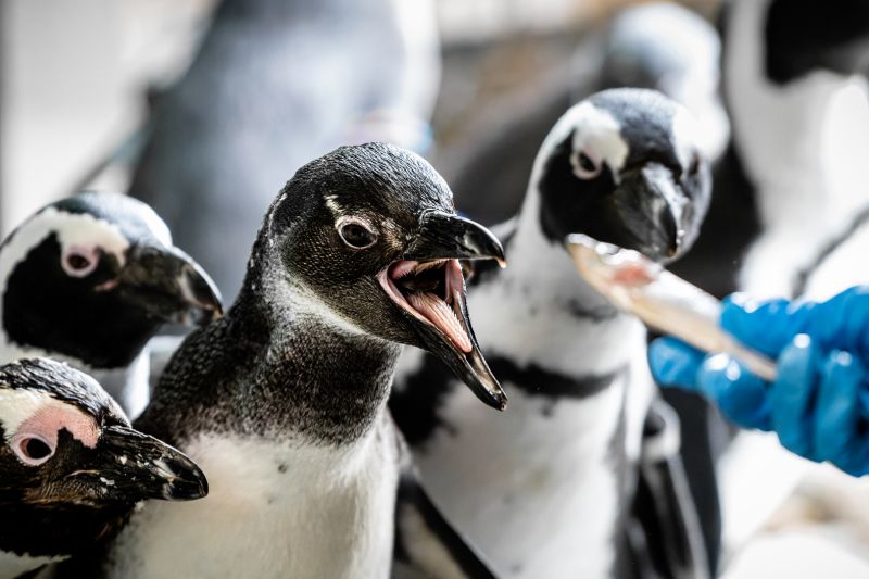 Krmení tučňáků brýlových. - klikněte pro zobrazení detailu