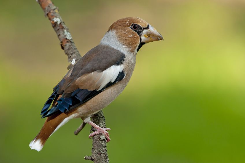 Dlask tlustozobý – pták s louskáčkem: Pták našich lesů, sadů, parků i zahrad, který…