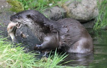 Z Beskydského rašeliniště - klikněte pro zobrazení detailu