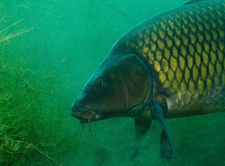 zobrazit detail snímku: Kapr obecný
