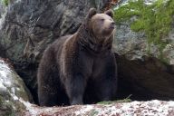 Množící se útoky medvědů na Slovensku – co je špatně: Poslední dobou se začínají na Slovensku množit…