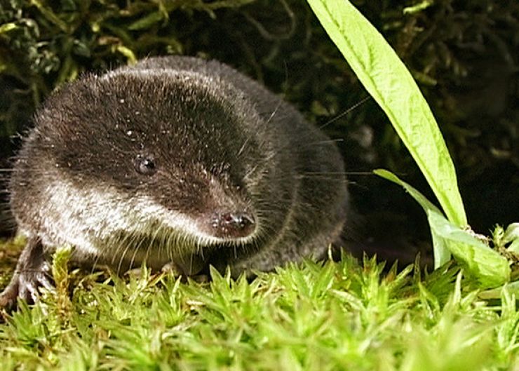 zobrazit detail snímku: Rejsec vodní