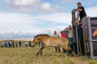 Divocí koně se vrací z Čech do přírody Mongolska: Zoo Praha loni úspěšně transportovala čtyři…