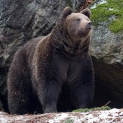 Množící se útoky medvědů na Slovensku – co je špatně