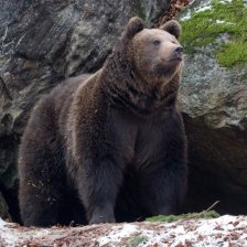 Množící se útoky medvědů na Slovensku – co je špatně