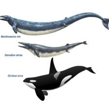 Srovnávací morfologie tří popsaných velryb, Basilosaurus isis, Dorudon atrox a Orcinus orca.