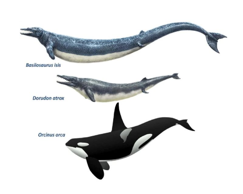 Srovnávací morfologie tří popsaných velryb, Basilosaurus isis, Dorudon atrox a Orcinus orca. - klikněte pro zobrazení detailu Srovnávací morfologie tří popsaných velryb, Basilosaurus isis, Dorudon atrox a Orcinus orca. - klikněte pro zobrazení detailu