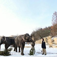 Vánoční nadílka v ZOO Praha