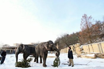 Vánoční nadílka v ZOO Praha - klikněte pro zobrazení detailu