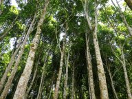 Agarové dřevo – tekuté zlato Vietnamu: Vietnam stále patří mezi země obdařené velkým...
