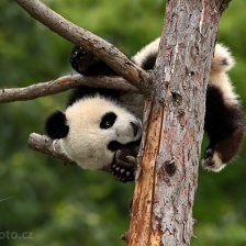 Panda velká