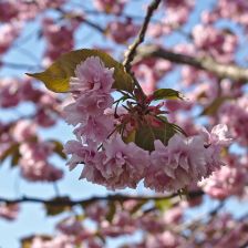 Sakura
