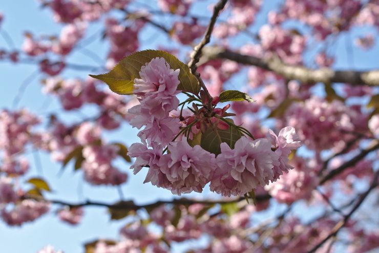 zobrazit detail snímku: Sakura