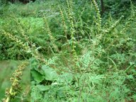 Ambrozie peřenolistá - Ambrosia artemisiifolia: Tato jednoletá bylina z čeledi hvězdnicovitých...
