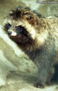 Psík mývalovitý - Nyctereutes procyonoides: Psík mývalovitý alias mývalovec kuní je šelma…