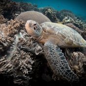 Karetám obrovským se rodí jen samice. Prsty v tom má člověk