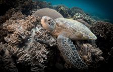 Karetám obrovským se rodí jen samice. Prsty v tom má člověk