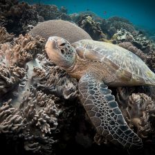 Karetám obrovským se rodí jen samice. Prsty v tom má člověk