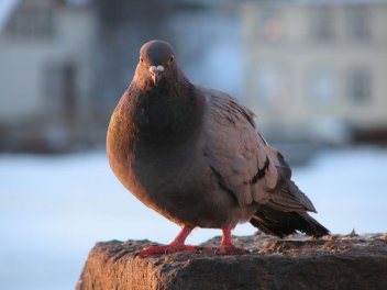 zobrazit detail snímku: Holub skalní