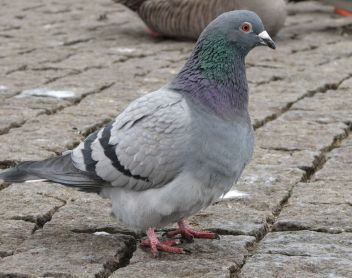 Holub skalní - klikněte pro zobrazení detailu