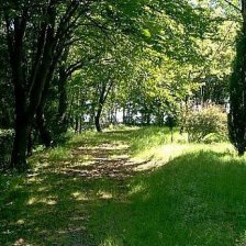 V arboretu