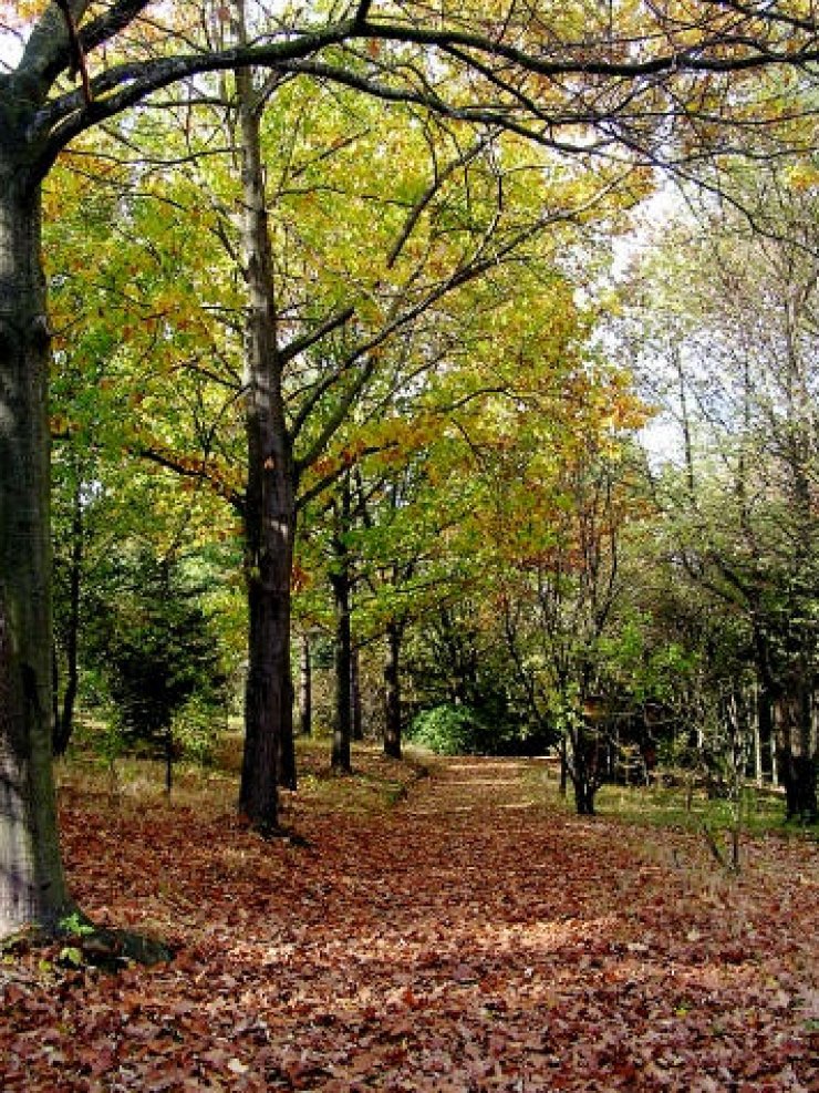 zobrazit detail snímku: Podzim v arboretu
