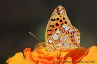 Živné rostliny housenek motýlů Živné rostliny housenek motýlů